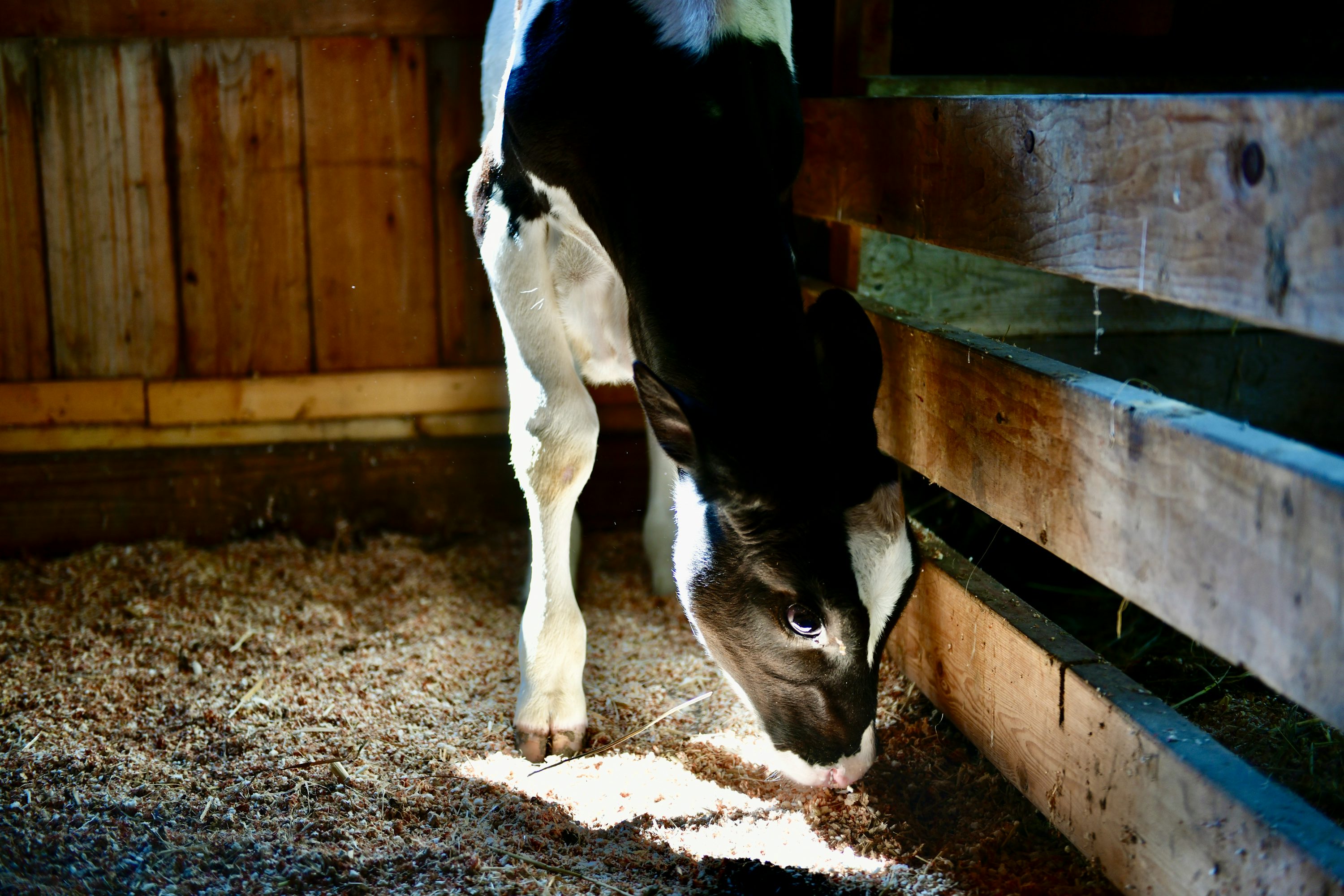 Forage first: why hay is the most important thing in the feed room