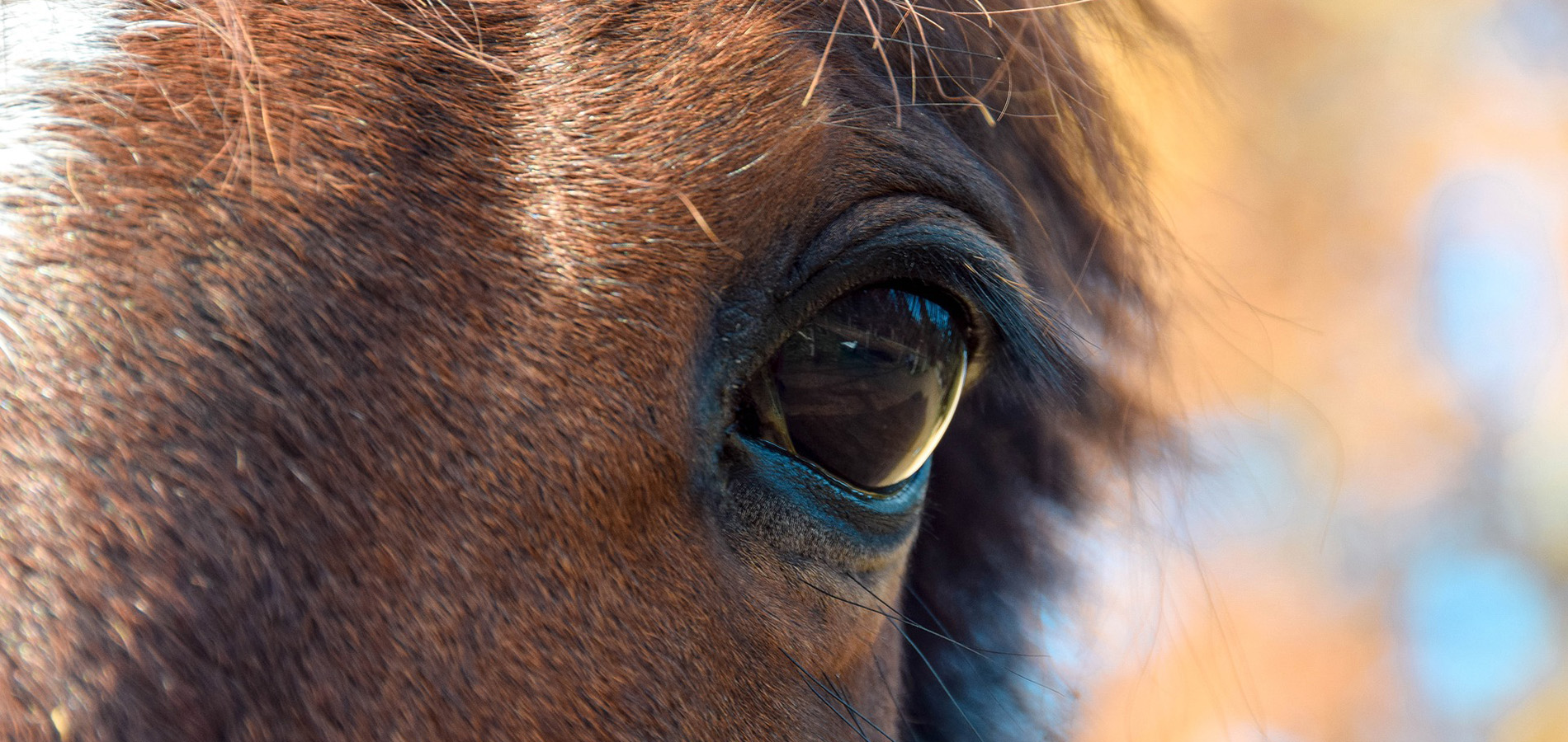 Colic: what to watch for and what to do before the vet arrives