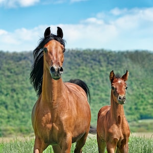 Choosing a stallion: matching to fix faults, not chase fashion