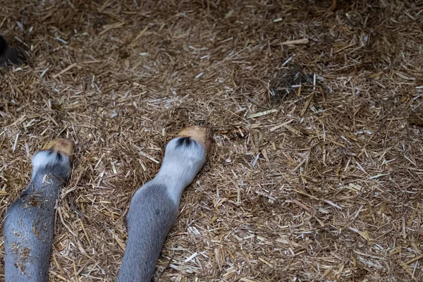 Foal watch: reading the signs and prepping the kit
