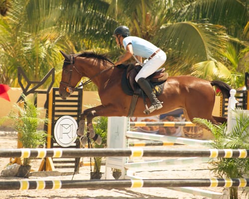 Conditioning: bringing a horse to peak fitness without breaking him