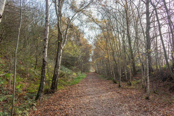 The trail rider's skill set: more than just sitting there