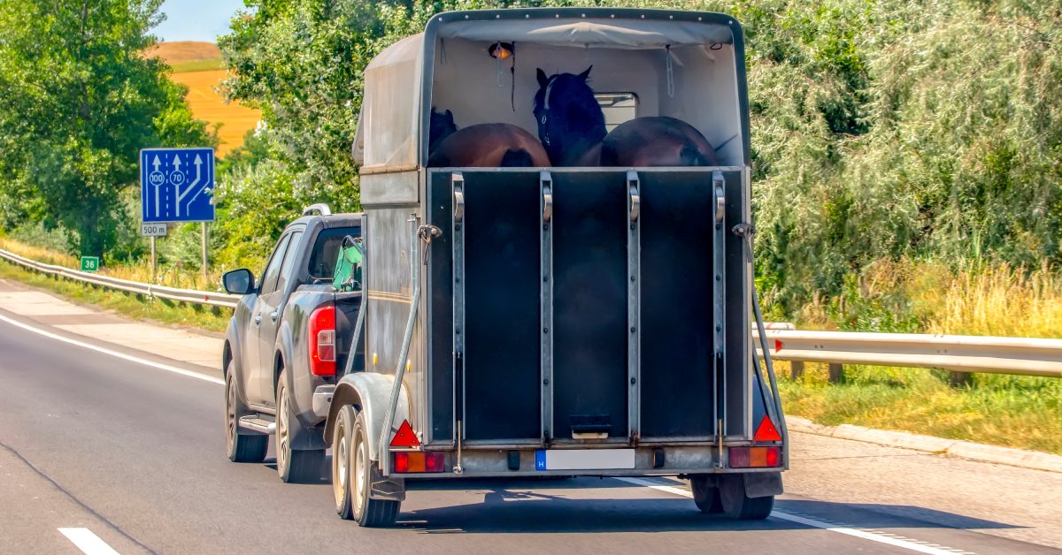 Bringing the new horse home safely