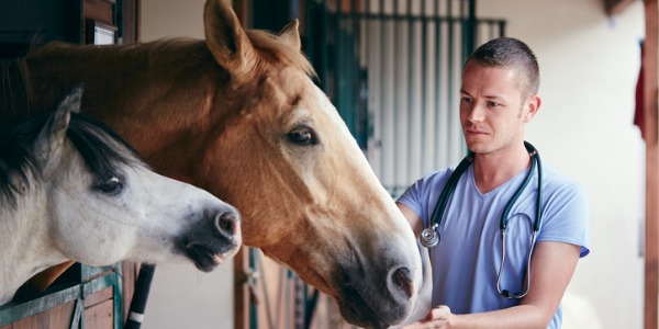 The pre-purchase exam: what you're really paying the vet for